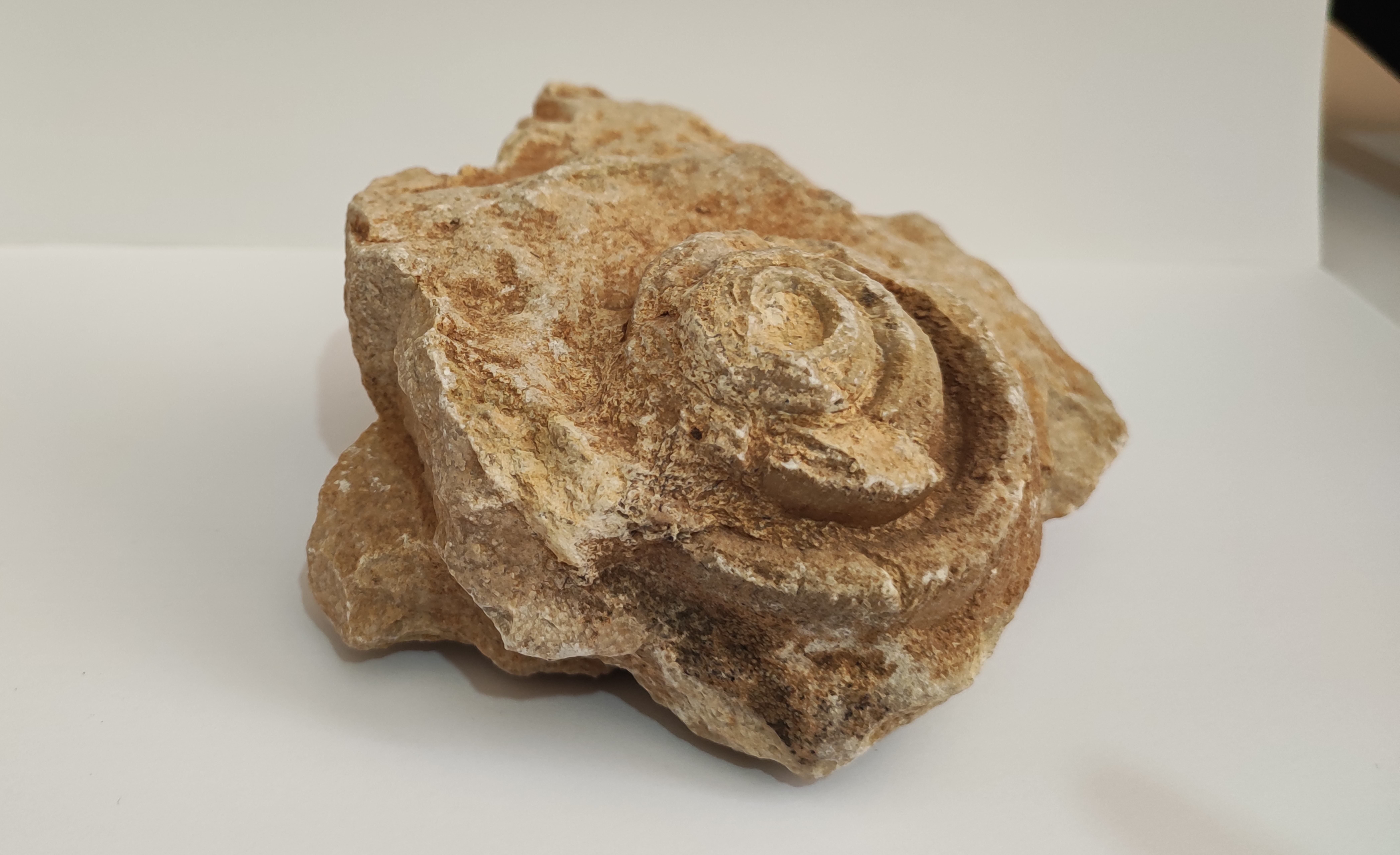 فسیل حلزونی در گالری دیاکو سایت